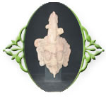 Arqueolog&iacute;a